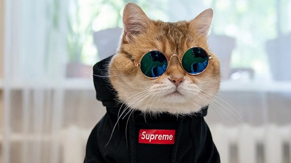 Áo hoodie giữ nhiệt rất tốt và mang đến cho mèo của bạn vẻ ngoài hiện đại và thú vị.