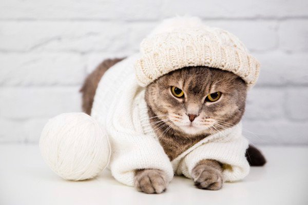 Vải bông giữ ấm cực tốt cho những chú mèo mà và khiến chúng trở nên đáng yêu hơn