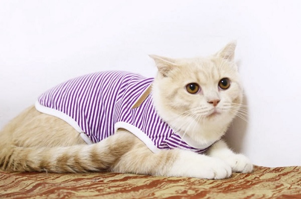 Với những ai yêu thích sự đơn giản và thuận tiện thì áo ba lỗ cho mèo sẽ vô cùng phù hợp.