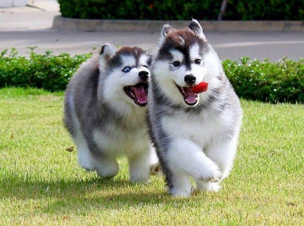 Husky Và chó Alaska, là 2 giống chó cực kỳ nổi tiếng trên nhiều quốc gia khác nhau