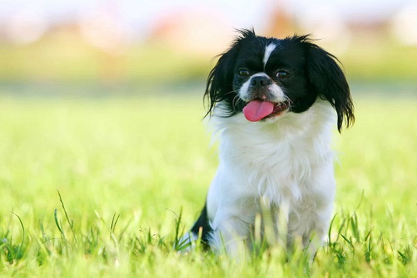 Chó Bắc Kinh lai Nhật sở hữu ngoại hình dễ thương, bộ lông dài mượt tính cách hiền lành