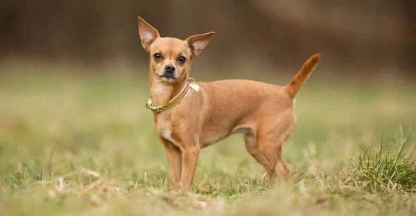 Chihuahua sống rất tình cảm và quấn chủ.Chúng thông minh, lanh lợi và có sự dũng cảm