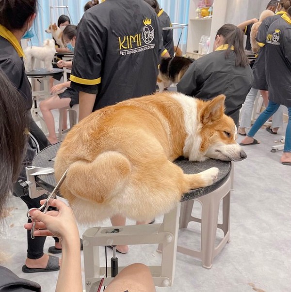 Kimi Pet có quy trình chăm sóc thú cưng rõ ràng và chuyên nghiệp
