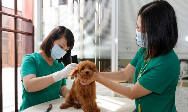 Petcare sở hữu dịch vụ chăm sóc thú cưng chuyên nghiệp