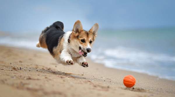 Corgi là động vật “mông trái tim” ngộ nghĩnh