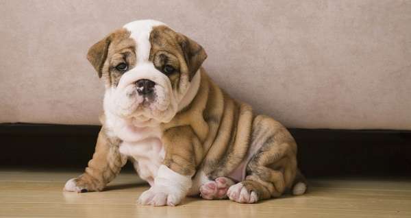 Bulldog được nhiều chàng trai lựa chọn là quà tặng thú cưng cho nàng