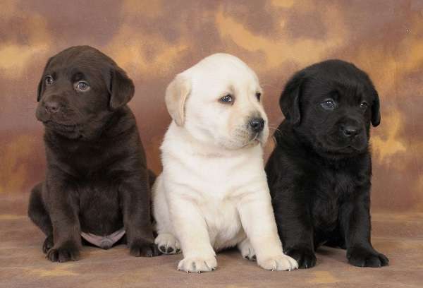 Labrador Retriever thông minh và dễ huấn luyện