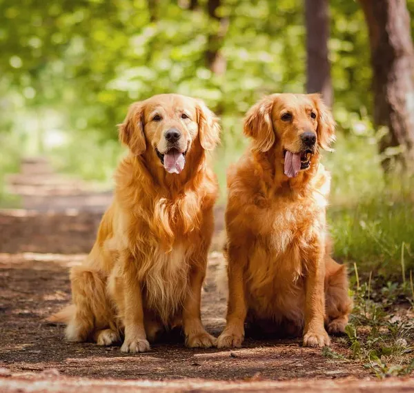 Golden Retriever là giống chó tin cậy và giàu tình cảm 