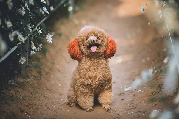 Poodle là giống chó cảnh đáng yêu nhỏ nhắn có đôi mắt long lanh