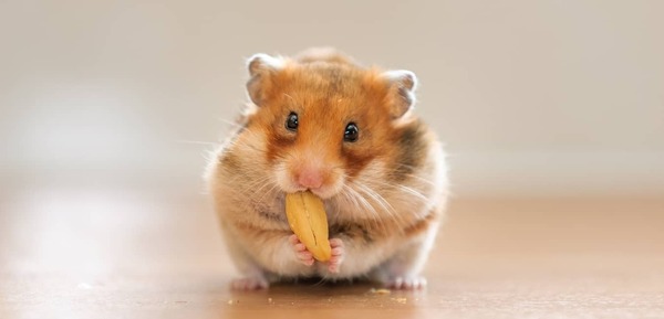 Các loại thú cưng nhỏ giá rẻ - chuột Hamster