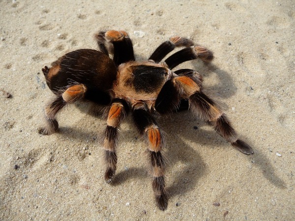 Có nên nuôi nhện Tarantula không?