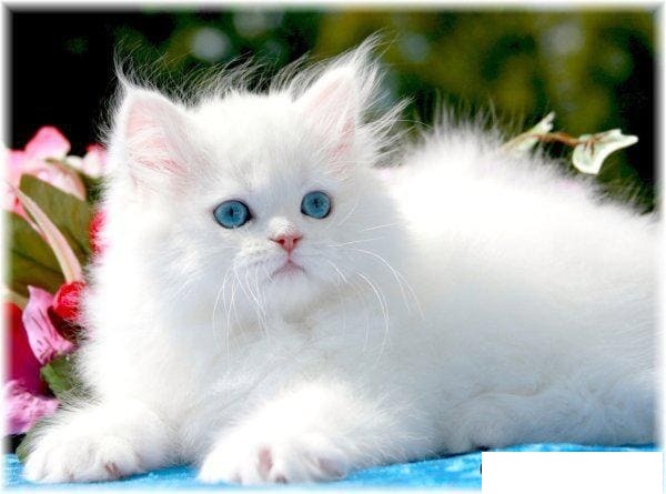 Mèo Ba Tư trắng con