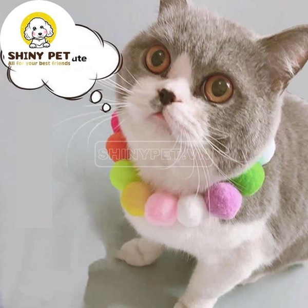Phụ kiện thú cưng Hà Nội - Shiny Pet
