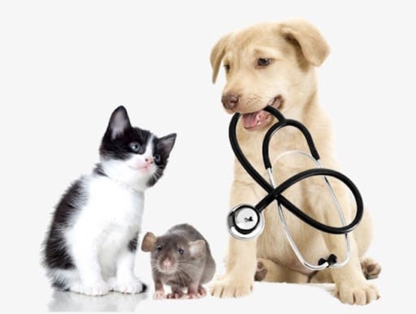 Kiểm tra sức khỏe cho thú cưng