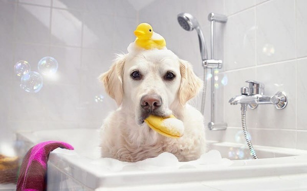 Dịch vụ tắm cho thú cưng