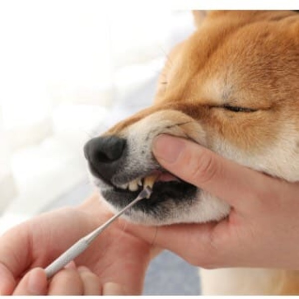 Dịch vụ lấy cao răng cho thú cưng