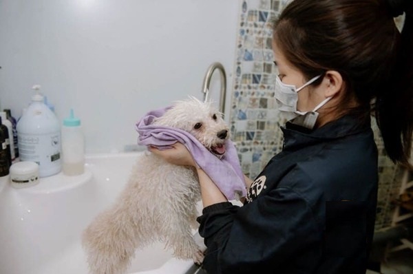 Dịch vụ tắm cho thú cưng tại nhà