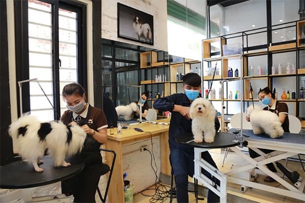 Dịch vụ cắt tỉa lông cho thú cưng tại Spa 2