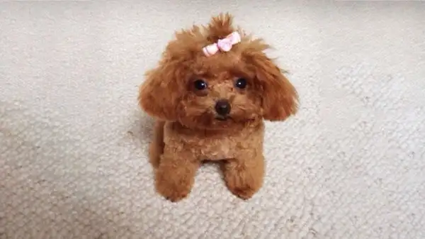 tặng thú cưng cho người yêu - chó Poodle 2