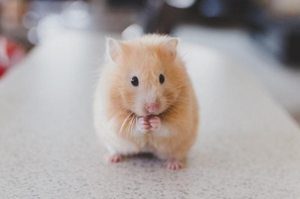 Chuột Hamster bé xinh, đáng yêu