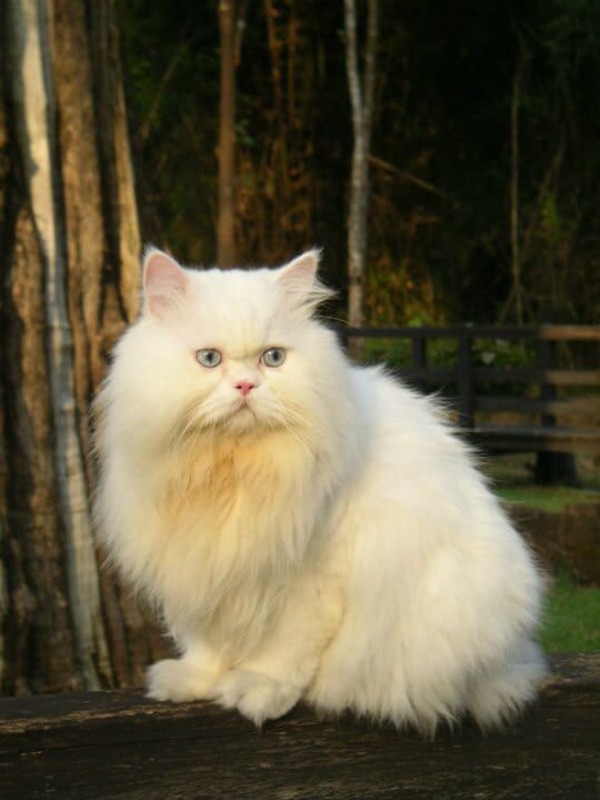 Mèo Ba Tư - tặng thú cưng cho người yêu lý tưởng