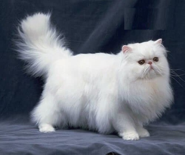 mèo Ba Tư - quý tộc- sang chảnh